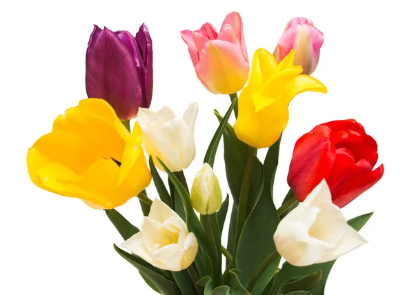 Strauß von bunten und schönen Tulpen Blumen isoliert auf whi — Stockfoto