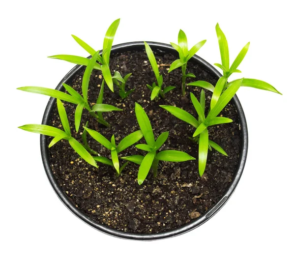 Seedling lily flowers with roots isolated on white background — Stock Photo, Image