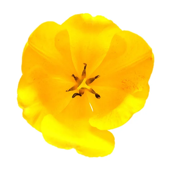 Mooie gele tulip bloem geïsoleerd op een witte achtergrond. Flat — Stockfoto