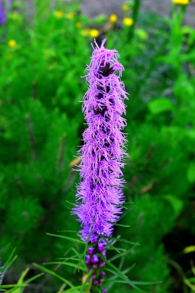 Liatris flores no jardim nos canteiros contra backgrou — Fotografia de Stock