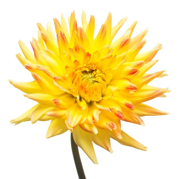 Flor de hermosa dalia amarilla macro naturaleza aislada en blanco —  Fotos de Stock