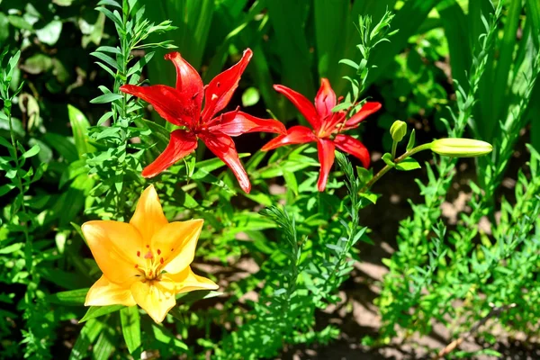 Szép liliom virág egy kert, a gyep háttér. Flowerb — Stock Fotó