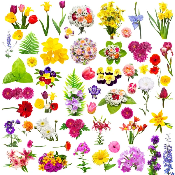 Conjunto de flores com samambaia, rosas, camomilas, crisântemo, íris, ge — Fotografia de Stock