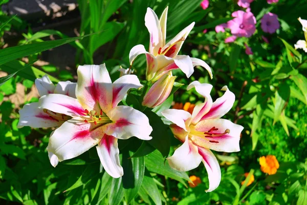 Lindas flores de lírio em um jardim em um fundo de gramado. Flowerb — Fotografia de Stock