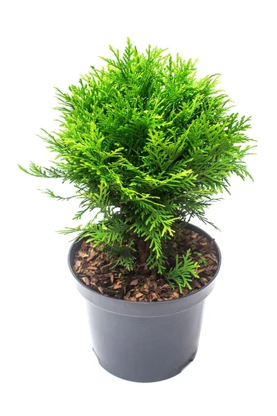 Thuja occidentalis danica απομονώνονται σε λευκό φόντο. Conifero — Φωτογραφία Αρχείου