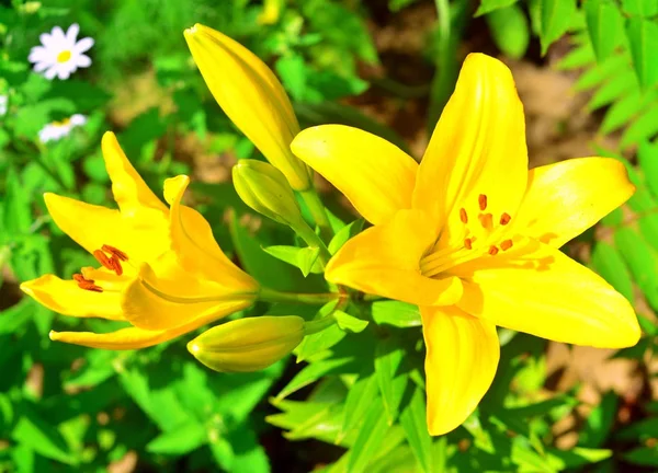 Lindas flores de lírio em um jardim em um fundo de gramado. Flowerb — Fotografia de Stock