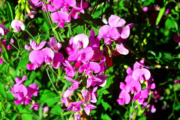 Bahçede bezelye çiçek — Stok fotoğraf