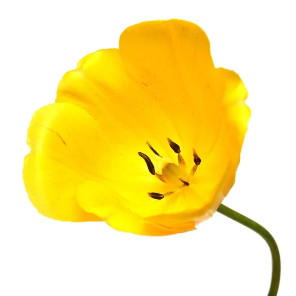 Bunga tulip kuning yang indah terisolasi pada latar belakang putih. Datar — Stok Foto
