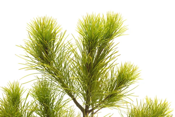 Pinus strobus fenyő a elszigetelt fehér háttér. Tűlevelű fa — Stock Fotó