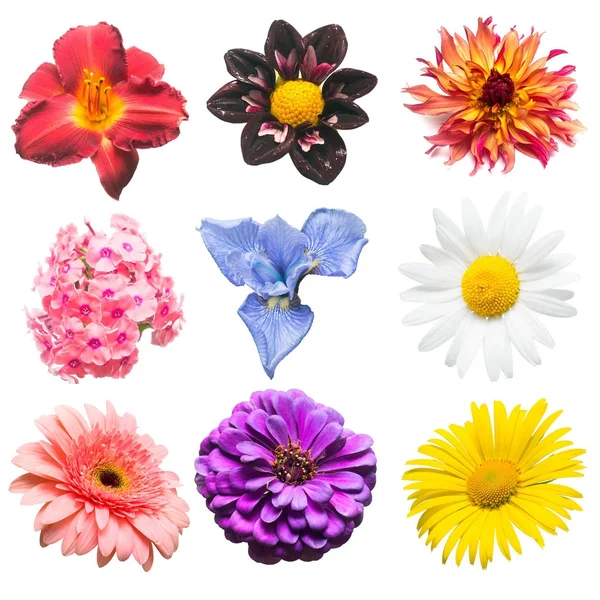 Kolekcja kwiaty rumianku, iris, gerbera, Floks różne, — Zdjęcie stockowe