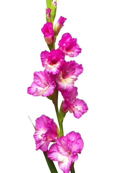 Ramo di un fiore rosa gladiolo isolato su sfondo bianco — Foto Stock