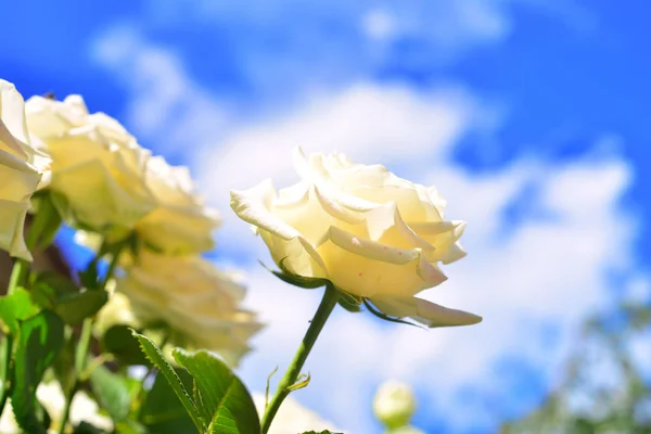 Uma flor de rosa branca em um jardim contra um céu azul e nuvens. V — Fotografia de Stock