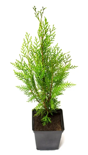 Thuja βιόκοσμο orientalis σε μια κατσαρόλα που απομονώνονται σε λευκό φόντο — Φωτογραφία Αρχείου