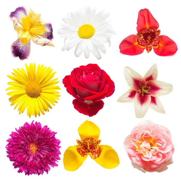 Blommor samling av blandade iris, kamomill, tigridia, ros, — Stockfoto