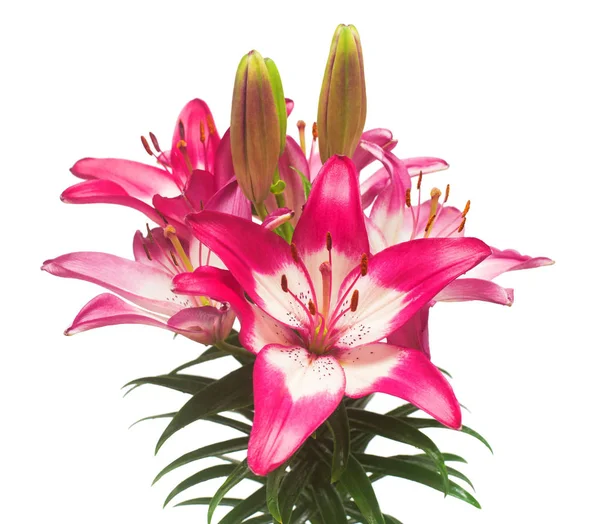 Beyaz arka plan üzerinde izole güzel pembe lily çiçek. Stamens