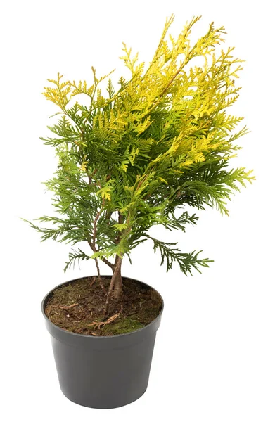 Hermosa Thuja dorada en forma de una bola aislada en blanco b —  Fotos de Stock