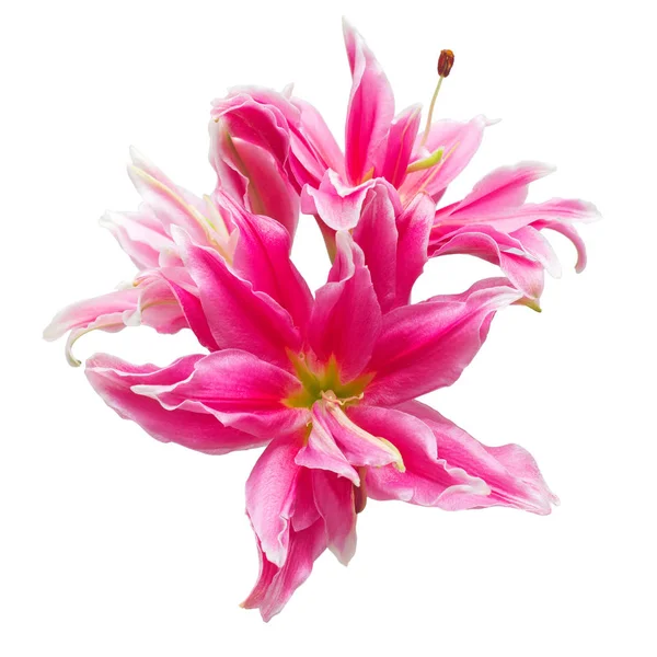 Mooi boeket van roze lelie bloem — Stockfoto
