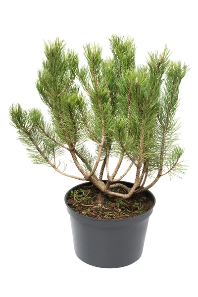 Pinus mugo di pino in una pentola isolata su sfondo bianco — Foto Stock