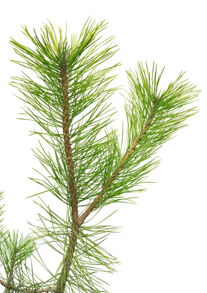 Furu svart Pinus nigra isolerad på vit bakgrund — Stockfoto