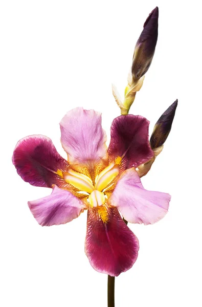 Gul-Lila blomma iris isolerad på vit bakgrund. Bröllop — Stockfoto