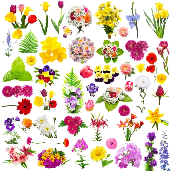 Flower set with fern, roses, chamomiles, chrysanthemum, iris, ge — Stock Image Flower set with fern, roses, chamomiles, chrysanthemum, iris, ge Royalty Free Stock Photos