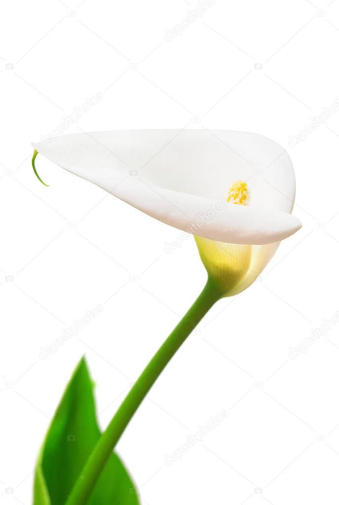 White flower calla isolated on white background
