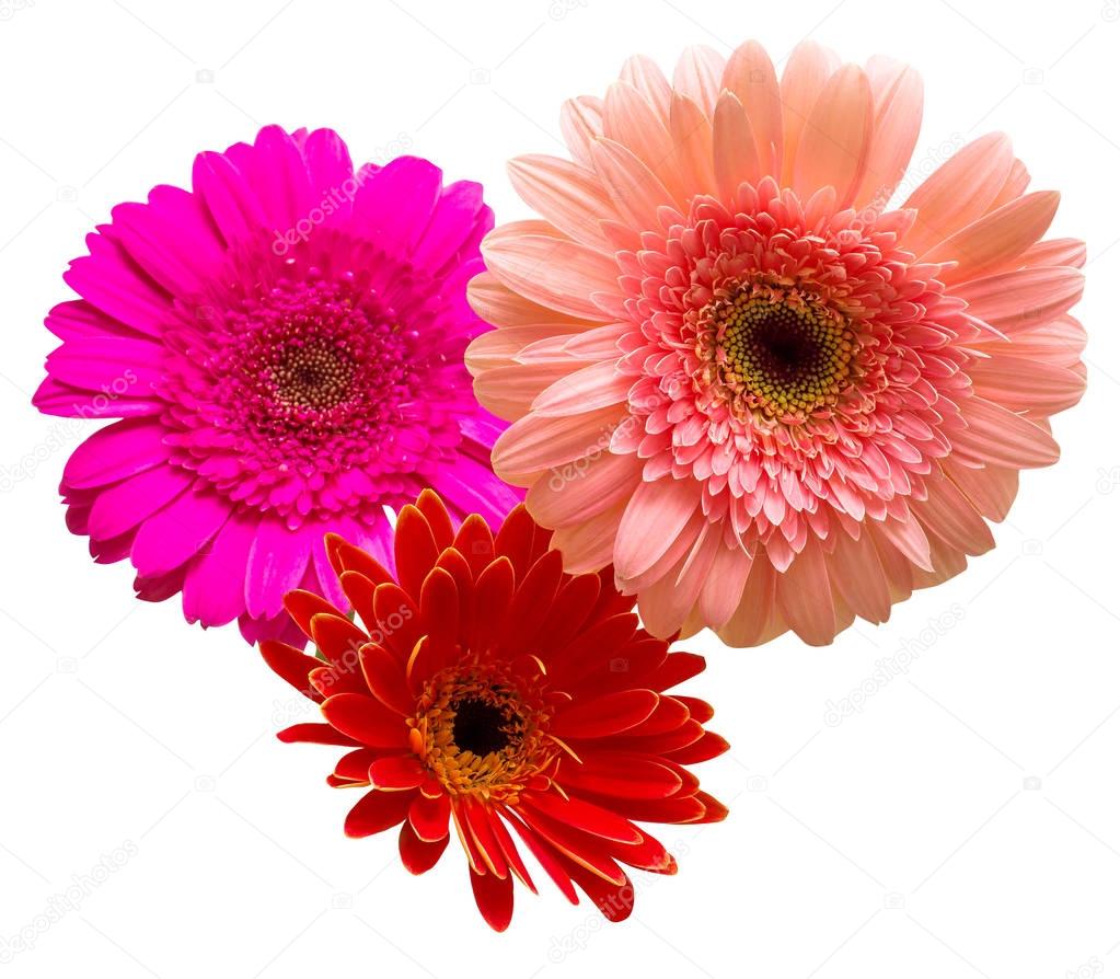 Bouquet of flowers gerberas isolated on white background. Flat l
