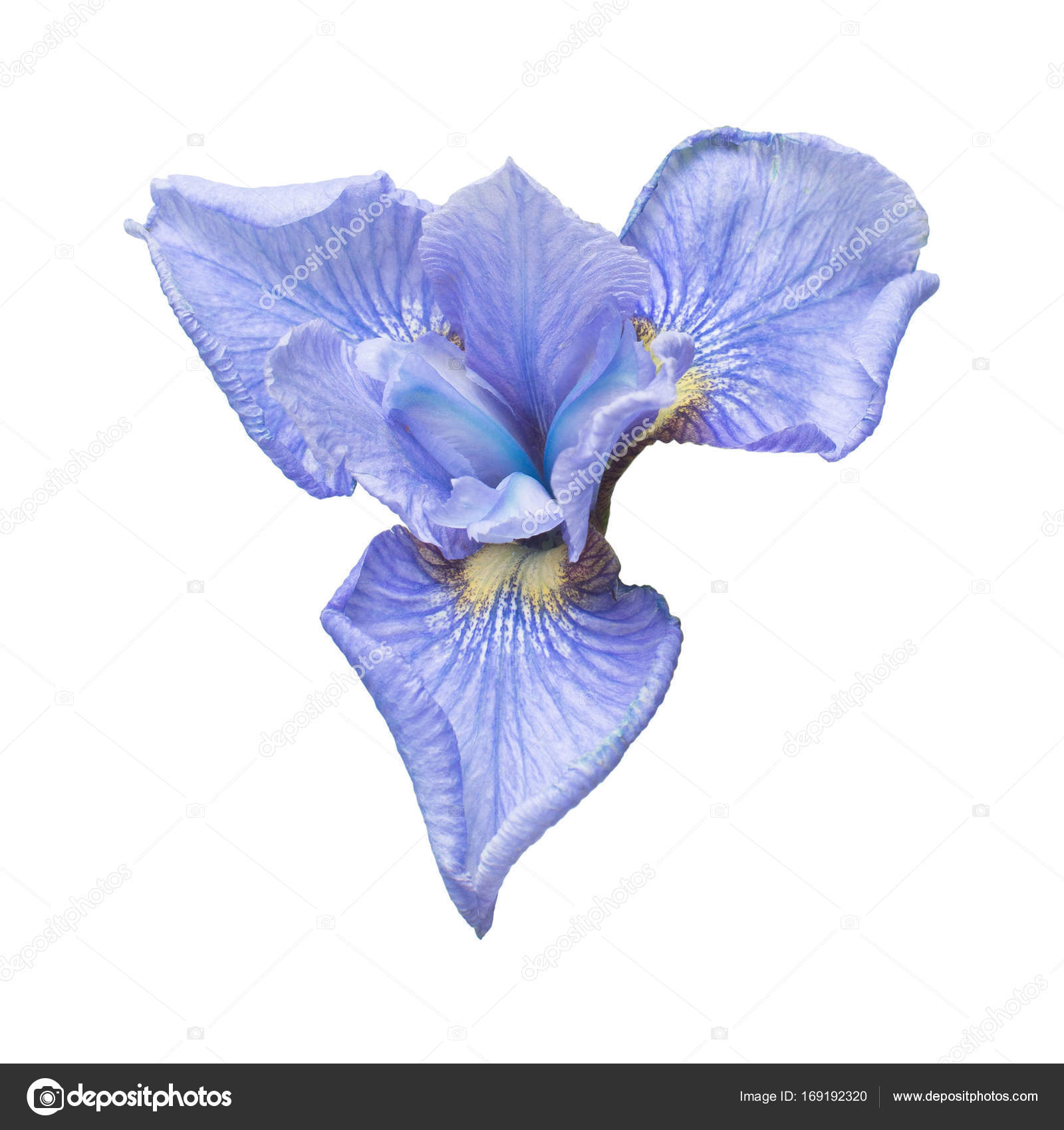 Beautiful blue iris flower with bud, branches and leaves isolate ...