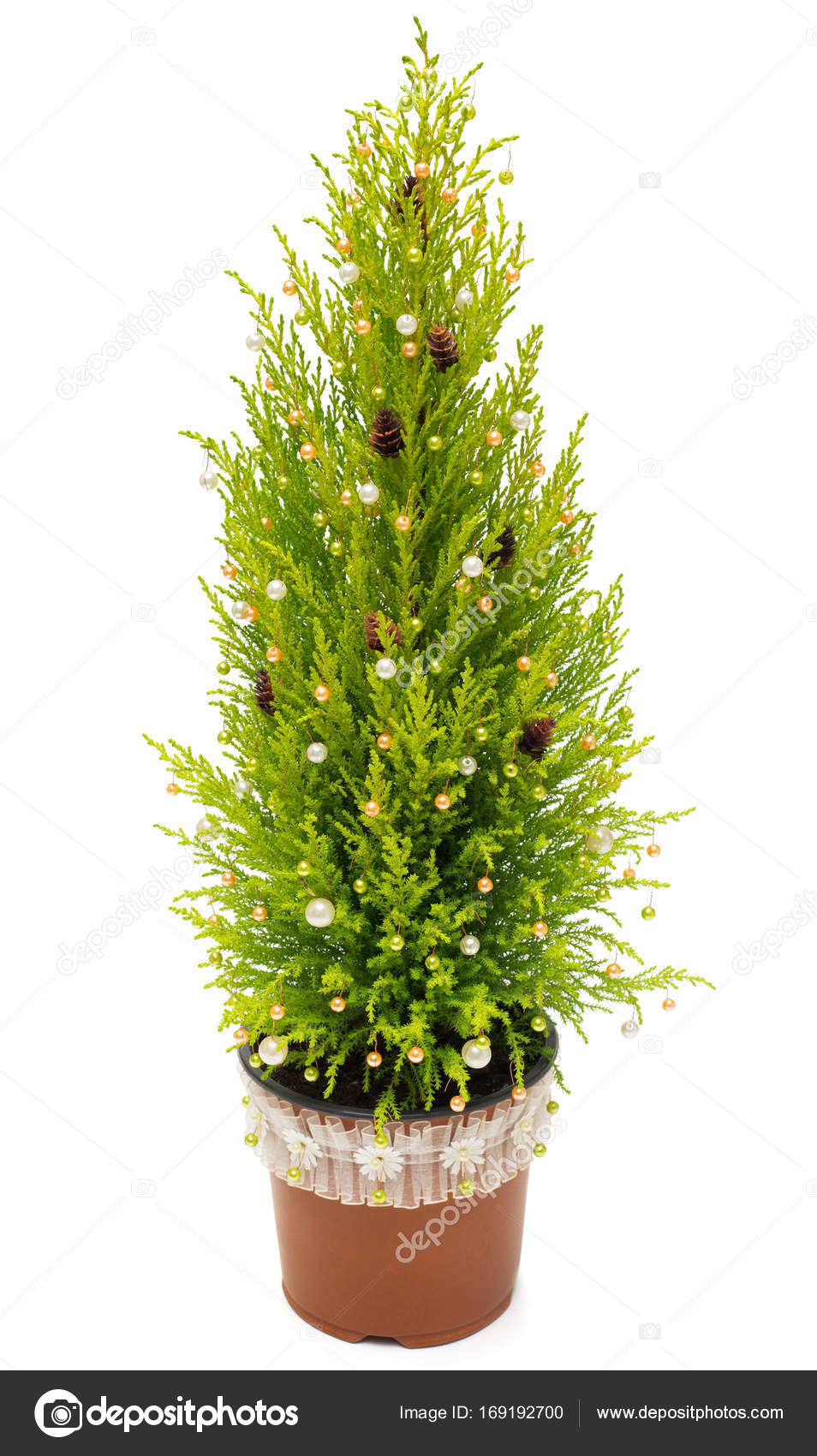 christmas tree cypress in a pot decoration with balls pine cone stock photo - Cypress Christmas Tree christmas tree cypress in a pot decoration with balls pine cone stock photo - Cypress Christmas Tree