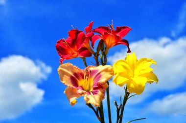 Bir buket çiçek daylilies gökyüzü ve bulutlar karşı. Su