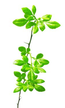 Şube limon ile izole üzerinde beyaz arka plan bırakır