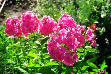 Backgro üzerinde Çiçek bahçesinde çiçek pembe phlox