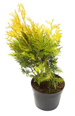 Mazı (bitki üzerinde beyaz b izole bir top şeklinde güzel altın)