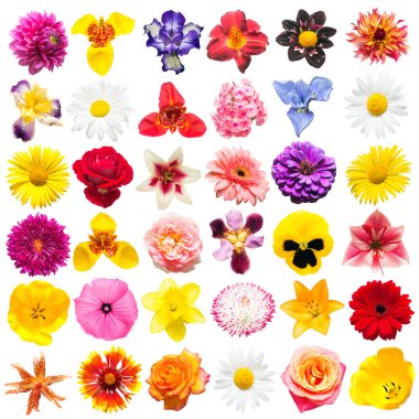 Çeşitli gül, papatyalar, süsen, Hercai Menekşe çiçek koleksiyonu, 