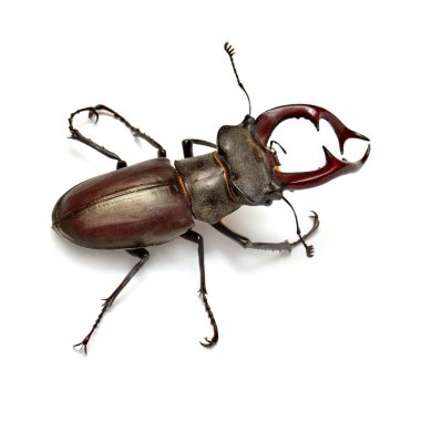 Beyaz arka plan üzerinde izole böcek geyik. Böcek. Makro