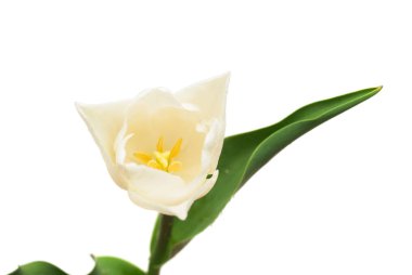 Beyaz arka plan üzerinde izole güzel Lale çiçek. Düz yatıyordu, t