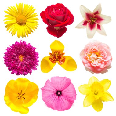 Flowers collection of assorted chrysanthemum, tigridia, mallow,  clipart