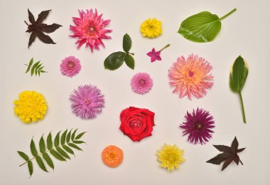 Çiçek gül, Yıldızçiçekleri, tütün, marigolds ve yaprakları ev sahibi, bir