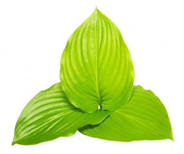 Beyaz arka plan üzerinde izole üç yaprak hosta. Büyük yaprakları. FLA