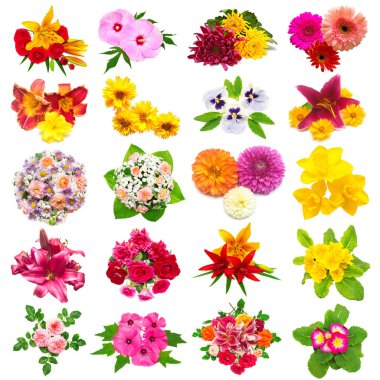 Gül, yıldız çiçeği, zambak, chamomiles, hibiscu çiçek koleksiyonu