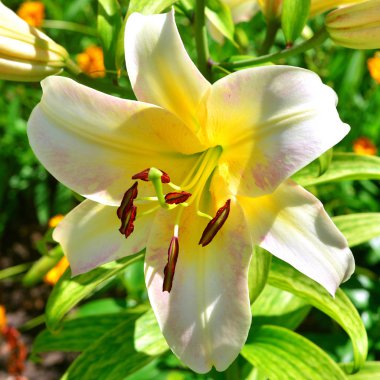 Bir bahçe çim zemin üzerine güzel lily çiçekler. Flowerb