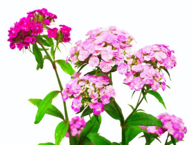 Karanfil çiçek izole beyaz arka plan üzerinde. Bahçenizi, gar