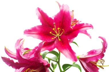Beyaz arka plan üzerinde izole güzel pembe lily çiçek. Stamens