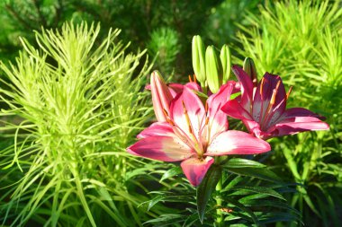 Lilyum ve liatris Bahçe ile güzel bir flowerbed. St.