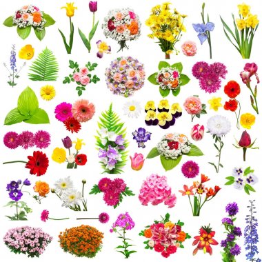 Ayarla fern, gül, chamomiles, chr ile yaratıcı koleksiyonu çiçek