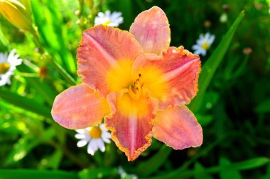Güzel çiçekler daylily bahçe backg karşı