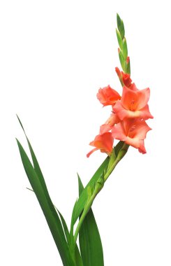 Beyaz arka plan üzerinde izole bir pembe Glayöl çiçek şube