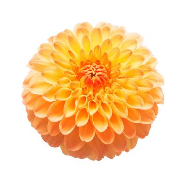 Çiçek güzel turuncu dahlia makro doğa üzerinde beyaz izole