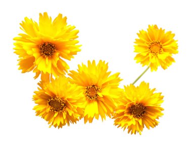 Beyaz bir arka plan üzerinde izole sarı papatya. Çiçek kartı. Düz 