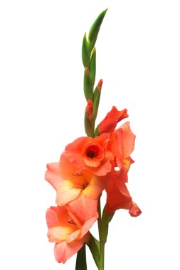 Beyaz arka plan üzerinde izole bir pembe Glayöl çiçek şube